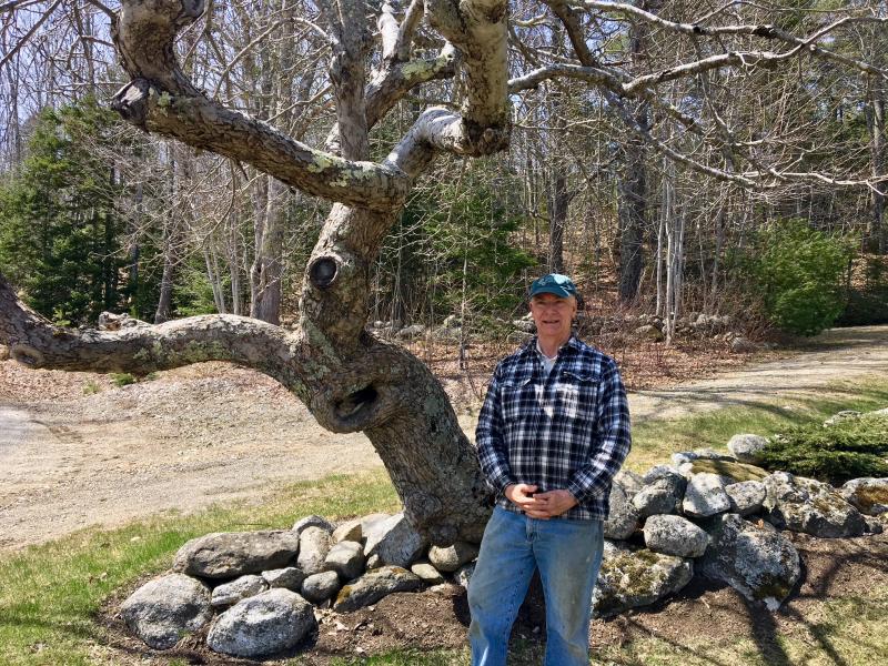 Ron Ross’s favorite heritage apple tree, a Nodhead, on the lawn in front of his home on River Road in Boothbay. SUZI THAYER/Boothbay Register