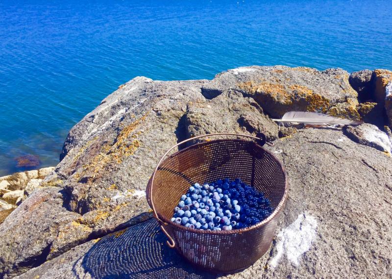 Blueberries fresh from the field. SUZI THAYER/Boothbay Register