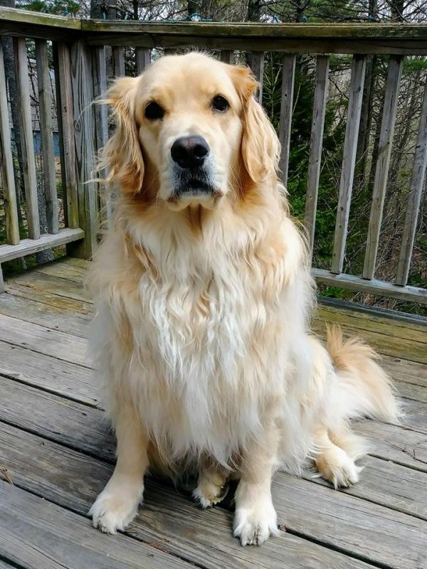 Hannah the golden retriever. Courtesy of Paula Brown