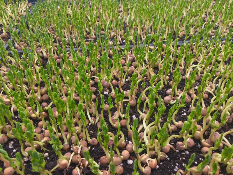 Pea greens in the making at one of the greenhouses at Morning Dew Seedling & Supply in Damariscotta. SUZI THAYER/Boothbay Register