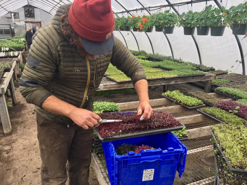 Brendan McQuillen cuts microgreens to pack up for sale. SUZI THAYER/Boothbay Register