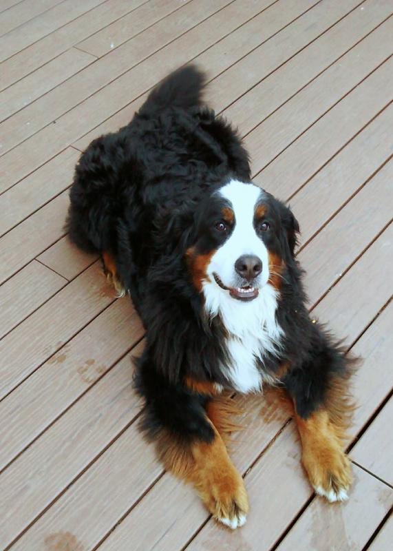 Hazel, a Bernese mountain dog, is one of Paula Brown’s regular customers. Courtesy of Paula Brown