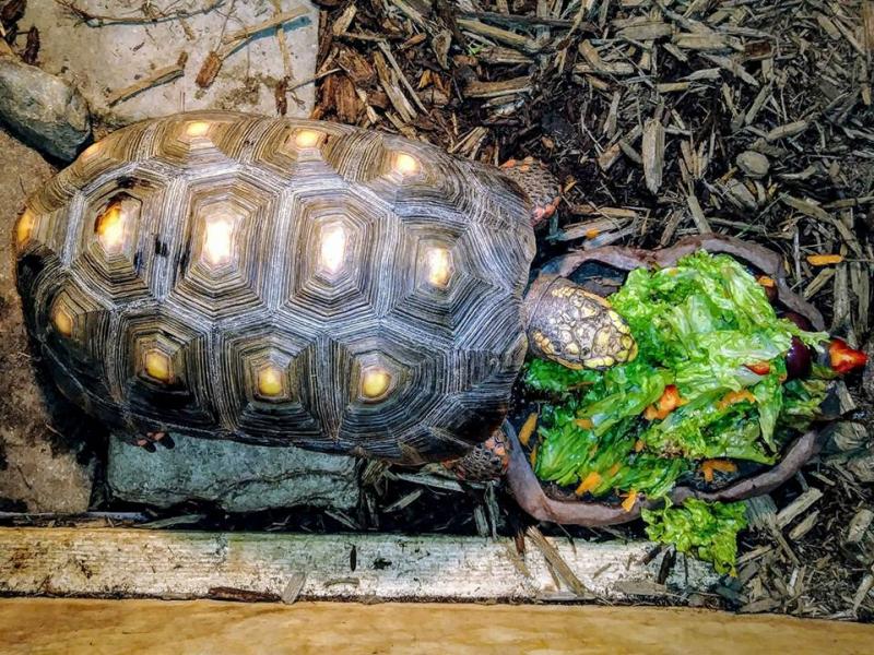 Red-footed tortoise Wilson enjoys his salad. Courtesy of Paula Brown