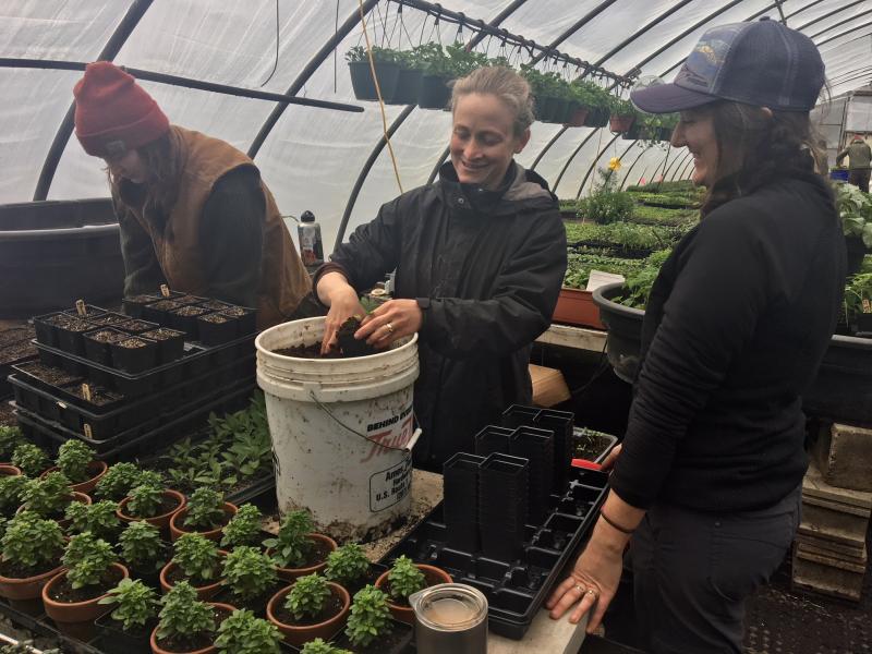 Brady Hatch and her cousin Abbie Hatch pot seedlings in one of Morning Dew Farm’s greenhouses in Damariscotta. SUZI THAYER/Boothbay Register