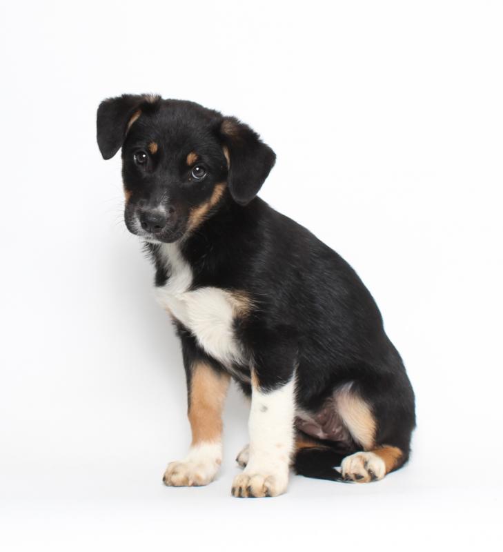 "Sparrow," a native of Mississippi, made a similar trek to Maine last month through Coastal Humane Society & Lincoln County Animal Shelter’s Rescue Program and was adopted. The 50 puppies going up for adoption at Puppy Riot on June 16 are mixed breeds. The puppies will be available for adoption at Coastal Humane Society in Brunswick and at Lincoln County Animal Shelter in Edgecomb. Courtesy photo