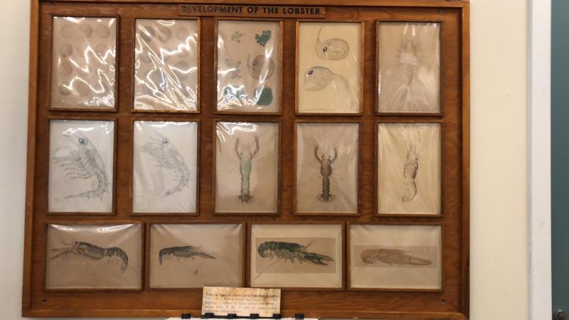One of the items in the historical display at the Maine State Aquarium. PAGE BROWN/Boothbay Register