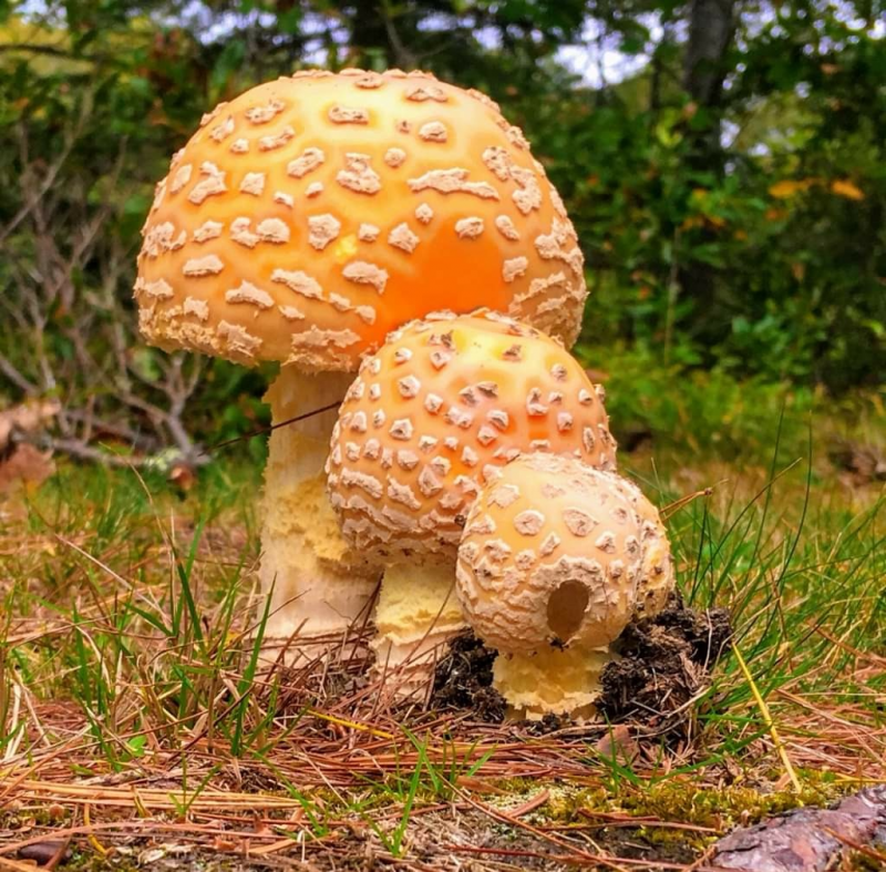 Picture perfect small orange dotted shrooms. Courtesy of Brenda James, Trevett