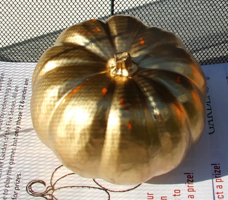 One of the golden pumpkins previously hidden for the Great Pumpkin Hunt. LISA KRISTOFF/Boothbay Register Coastal Maine Botanical Gardens