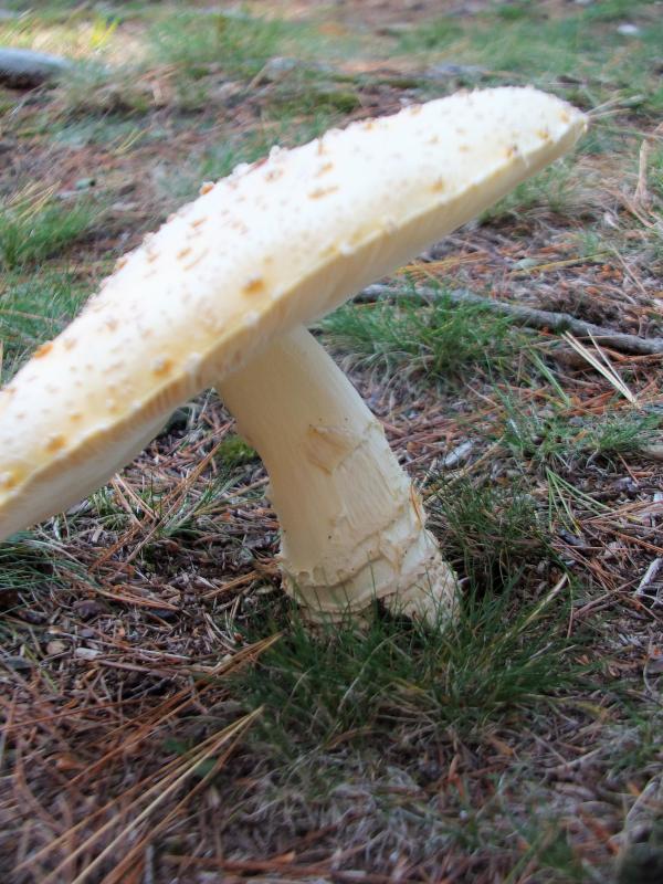 “Fantasia” dancing mushroom in mid-step. LISA KRISTOFF/Boothbay Register
