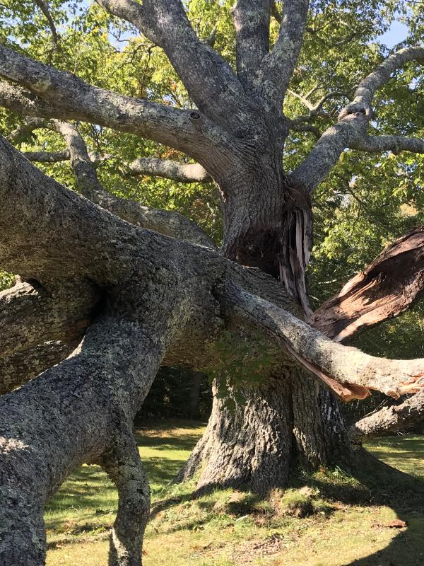 A fallen red oak limb. KELLIE BIGOS/Boothbay Register KELLIE BIGOS/Boothbay Register