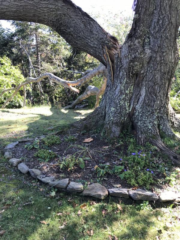 Lou Landry’s late wife’s ashes are buried under the shade of the red oak. KELLIE BIGOS/Boothbay Register KELLIE BIGOS/Boothbay Register