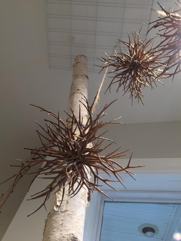 Twig ornaments hang near a birch inside BIRCH. SUSAN JOHNS/Wiscasset Newspaper