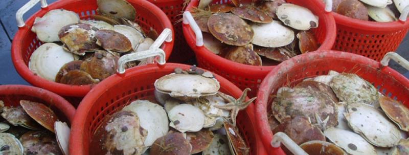 Filter feeders, like these sea scallops, are regularly monitored for exposure to plastics. Courtesy of NOAA
