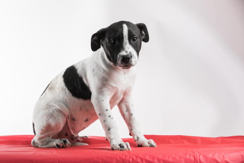 Puppy Fernando went up for adoption — and was quickly scooped up — at Home for the Holidays 2017. Midcoast Humane hosts their fifth annual Home for the Holidays Adoption Event Dec. 15 and 16 featuring over four dozen puppies as well as kittens, cats, dogs and small animals for adoption. Courtesy of Midcoast Humane