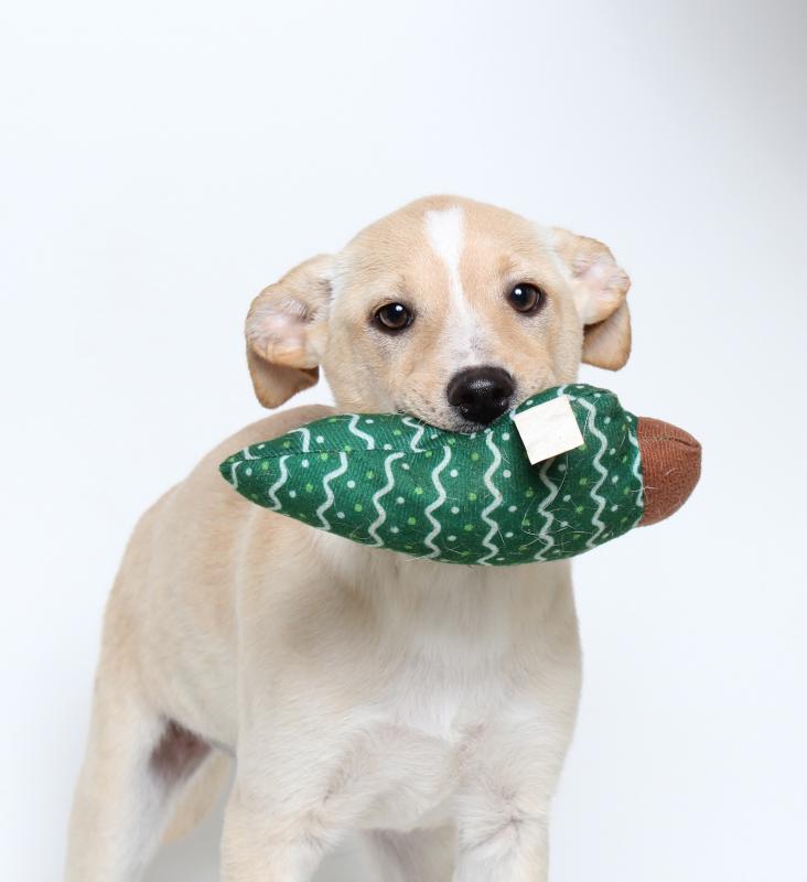 Sadie, adopted earlier this year from Midcoast Humane, plays with her festive toy. Midcoast Humane hosts their fifth annual Home for the Holidays Adoption Event Dec. 15 and 16 featuring over four dozen puppies as well as kittens, cats, dogs and small animals for adoption. Courtesy of Midcoast Humane