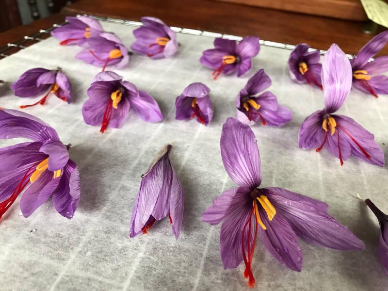 Organic saffron crocuses at White Duck Farm. (Photo courtesy of Barbara Boardman/ White Duck Farm)