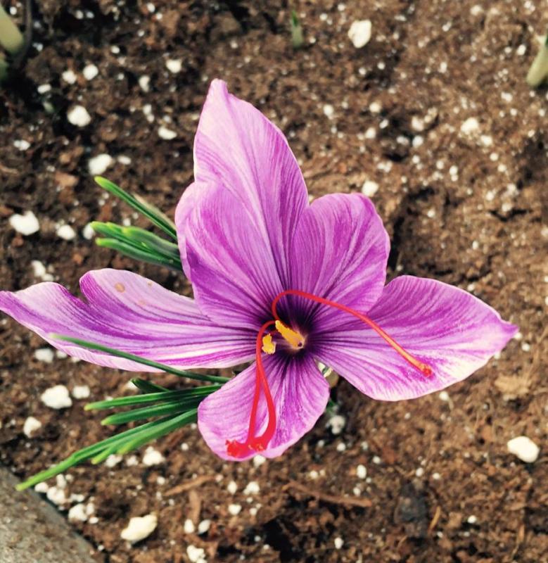 Organic saffron crocuses at White Duck Farm. (Photo courtesy of Barbara Boardman/ White Duck Farm)