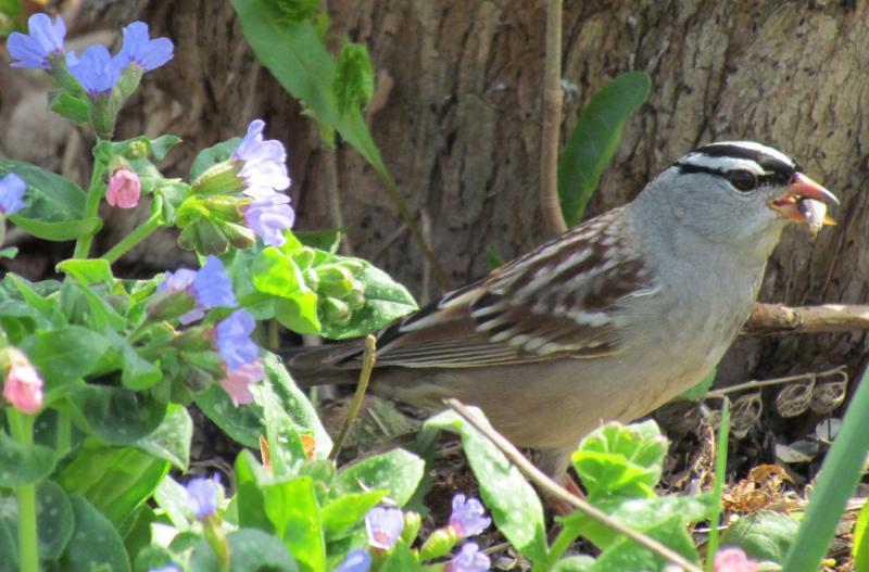 White-crowned sparrows are a regular spring and fall migrant in Maine on their way to their breeding range which extends across the boreal forest region from Newfoundland west to Alaska. Courtesy of Jeff and Allison Wells world sparrow day, white-crowned sparrow, Boothbay Register, Jeff Wells