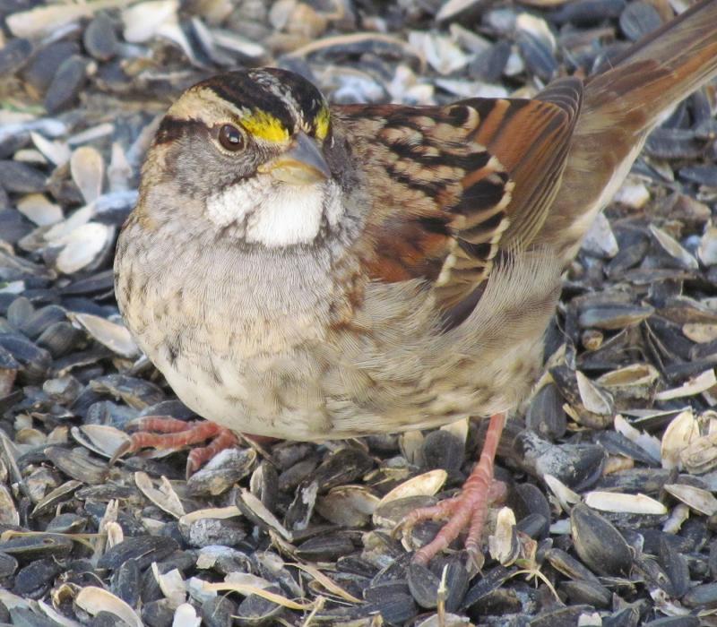White-throated sparrows are a familiar breeding bird from Maine west to the Northwest Territories of Canada. Their "Old Sam Peabody-Peabody-Peabody" song is a quintessential sign of spring in Maine. Courtesy of Jeff Wells world sparrow day, white-throated sparrow, Boothbay Register, Jeff Wells