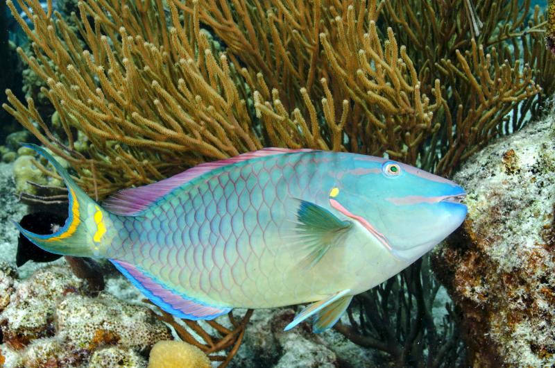A large stoplight parrotfish (Sparisoma viride) scrapes algae from the reef surface. Well-grazed reefs are more hospitable to baby corals than reefs blanketed with thick algae, and a recent study by Bigelow Laboratory scientists uncovered the importance of fish diversity to this process. José Alejandro Alvarez photo