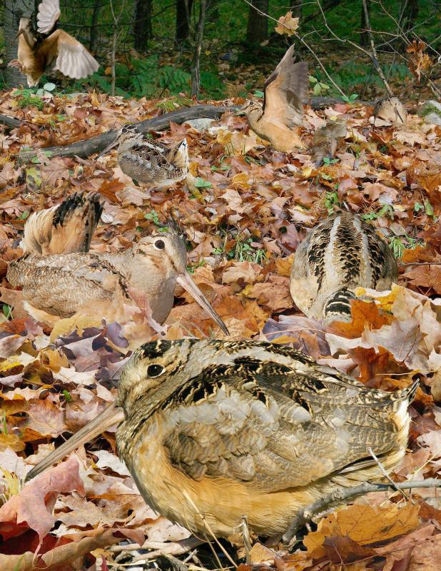 American woodcock, Crossley ID Guide, Richard Crossley