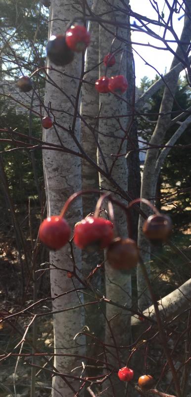 LISA KRISTOFF/Boothbay Register