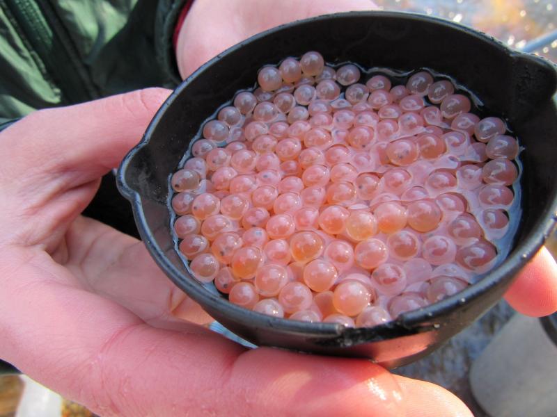 Atlantic salmon recovery in the Sheepscot