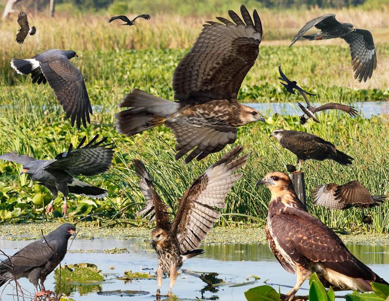 snail kite, everglades, Boothbay Register