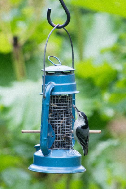 Blue lantern bird feeder ... what’s in your garden? Courtesy photo