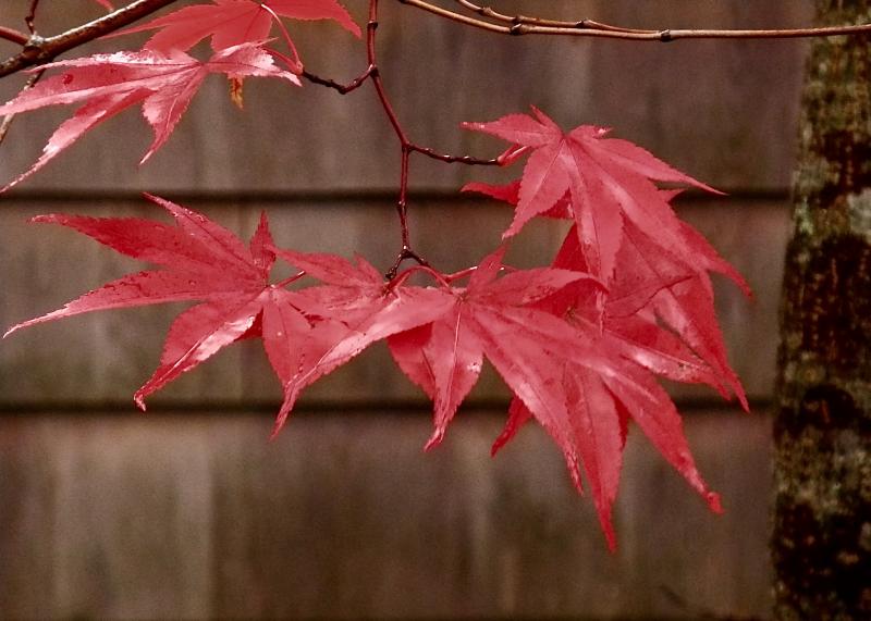 Bob Crink photo