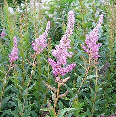Got Steeplebush? You’ll find it at the Knox-Lincoln Soil & Water Conservation District Spring Plant Sale & Garden Fair. Courtesy photo