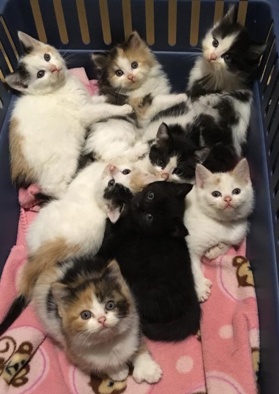 Eight kittens snuggle together in foster mom Jennifer Felkay’s home. They will go up for adoption soon at Midcoast Humane. The kittens came north in a coordinated rescue with a West Virginia shelter, Friends of Barbour County, in Midcoast Humane’s Welcome ME Home program. Courtesy of Jennifer Felkay