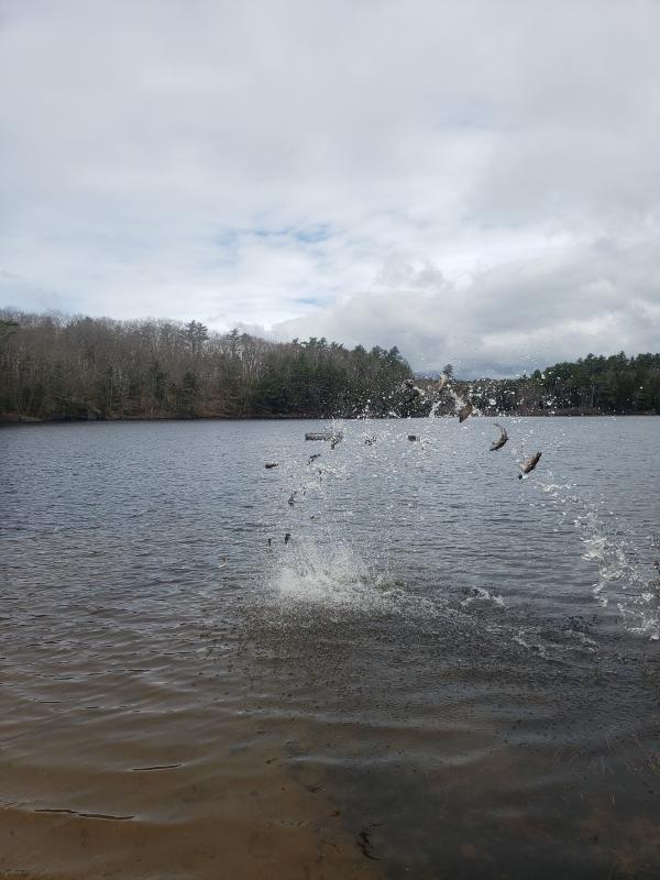 Flying fish! Hatchery-reared brook trout are tossed into Knickerbocker Lake from the shore. Courtesy of Dale Harmon/Boothbay Region Water District.