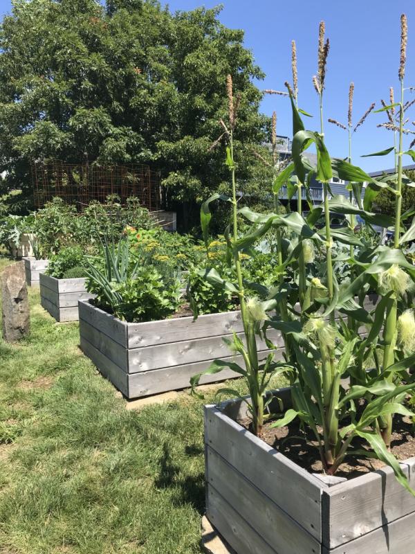 Raised beds of veggies at Osborn and Makarewicz House. KELLIE BIGOS/Boothbay Register