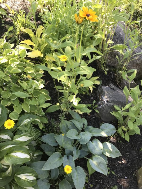 Schaefer gardens. KELLIE BIGOS/Boothbay Register