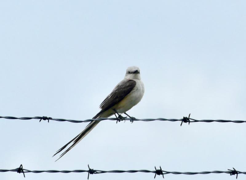 Scissor-tailed flycatchers are aptly named for their long, scissor-like tail. (Photo courtesy of Charles Duncan) Scissor-tailed flycatcher, Boothbay Register