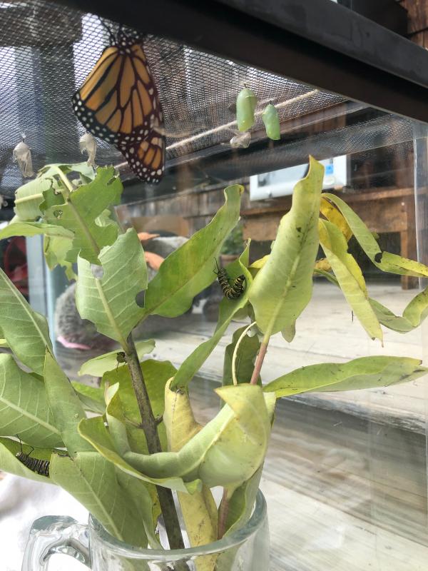 A newly emerged butterfly and an almost full-grown caterpillar. JENNY BENNETT/Boothbay Register