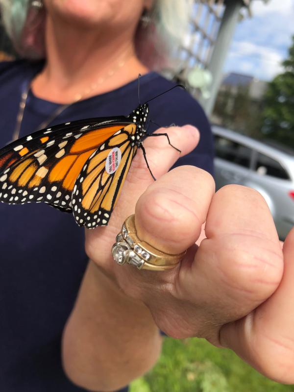 A tagged butterfly is ready for release. JENNY BENNETT/Boothbay Register