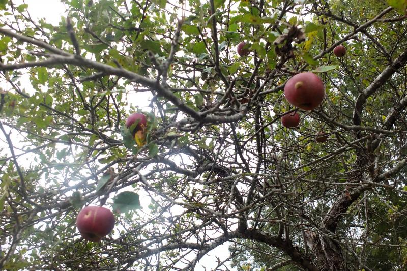 A scene along the way – and don’t worry ... these trees won’t throw their apples at you – different story! LISA KRISTOFF/Boothbay Register