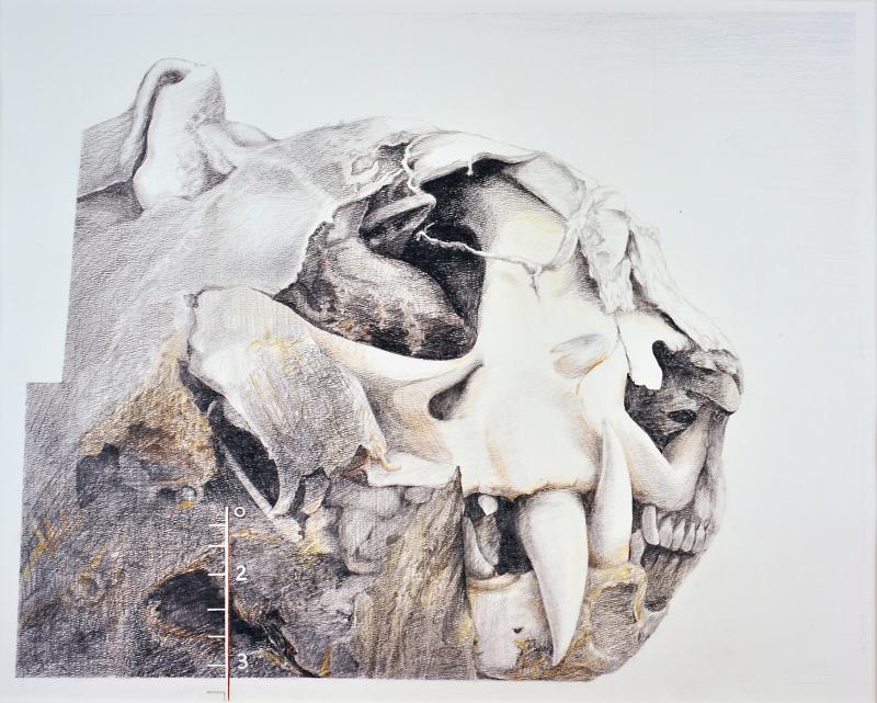 “Found Object” - (1999) - pencil & colored pencil on paper - 19½” x 24" - Brenda Bettinson. Melville McLean photo
Brenda Bettinson