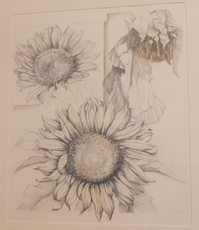 Sunflower. Courtesy of Mathias Fine Art Brenda Bettinson