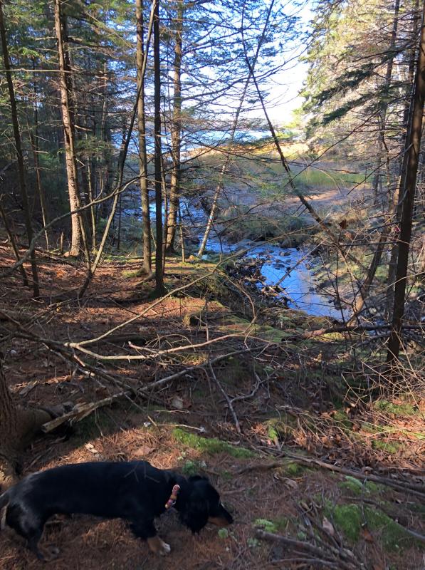 Fretless the dachshund edges into the frame during a stop at Cross River Preserve. CRAIG LANCASTER/Boothbay Register Cross-River Preserve, Boothbay Region Land Trust