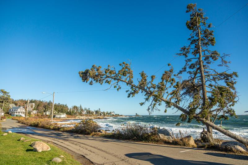 Down to one. The Ocean Point landmark known as “Three Trees,” is now down to one. In October of 2017, one of the trees was blown over and last week, this second tree was blown over during the storm. Mike Leonard photo