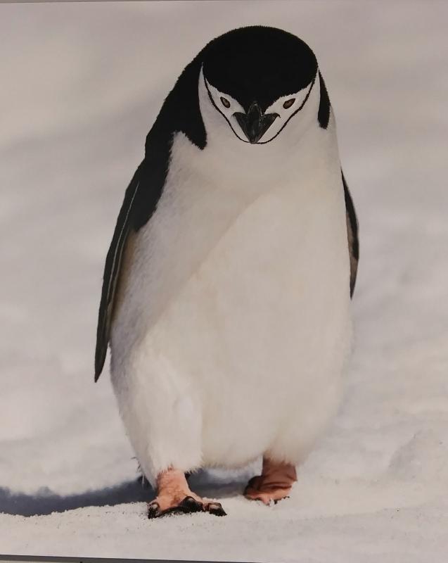 “Chinstrap Penguin” photograph by Duane Lowe