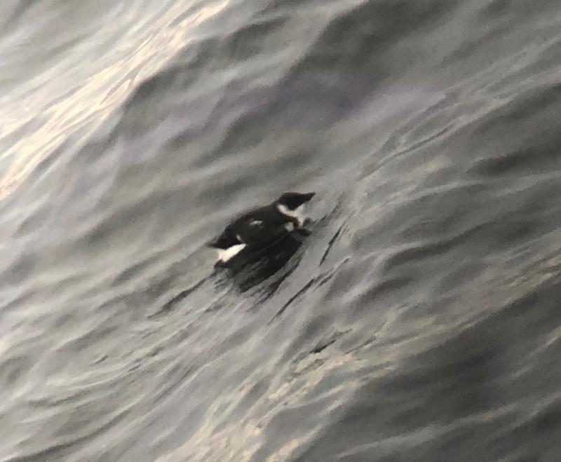 Dovekie seen off Bald Head in York, winter 2018—a starling-sized seabird that is the “holy grail of Maine winter birding.” Courtesy of Jeff Wells #bird-column, Jeff and Allison Wells, birds, Boothbay Register