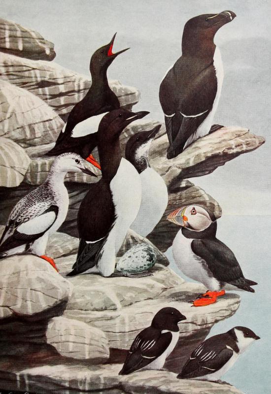 Dovekies are the smallest of the alcids of eastern North America. (Painting by Louis Agassiz Fuertes, https://commons.wikimedia.org/wiki/File:Annual_report_(1909)_(14589934398).jpg) #bird-column, dovekie, Boothbay Register