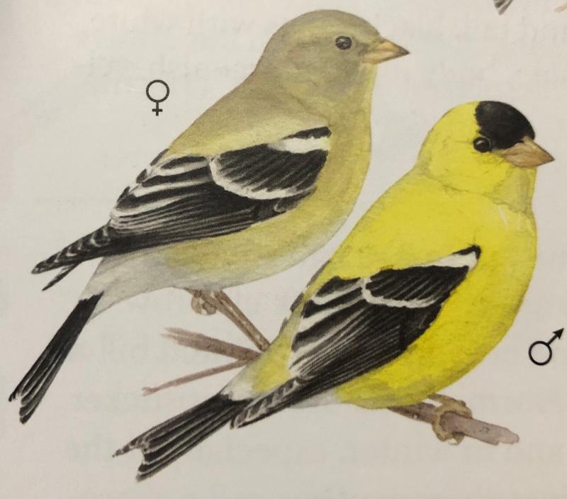 Potato Chip Birds And The Great Backyard Bird Count Boothbay