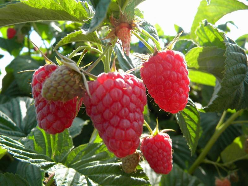 Eden red raspberry has large, sweet, firm berries in mid-summer on thornless canes. Courtesy of courtesy backyardberryplants.com