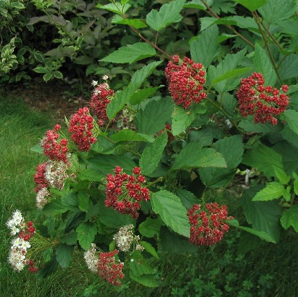 Ninebark (Physocarpus opulifolius) is an adaptable, fast-growing shrub with showy clusters of pink and white flowers in spring, reddish seed capsules for birds, and exfoliating bark for winter interest. Courtesy of glacialridgegrowers.com