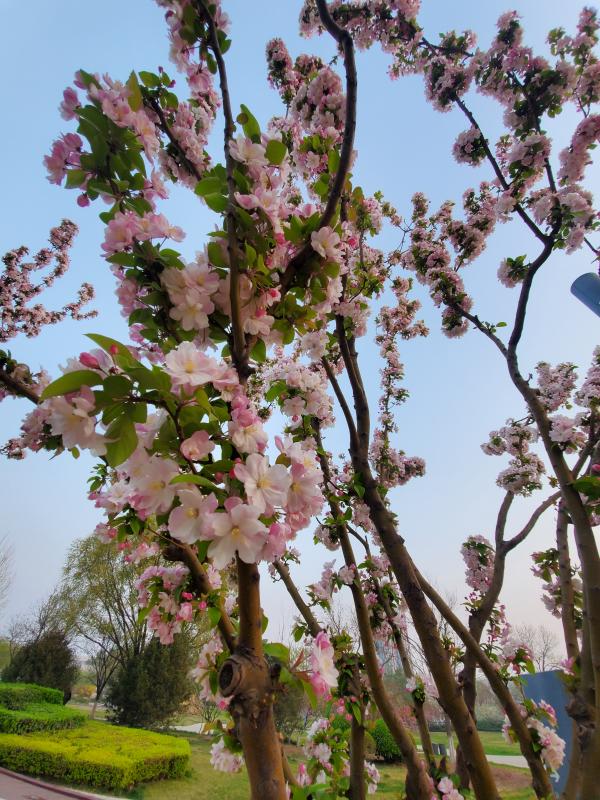 The beautiful cherry blossoms. Courtesy photo